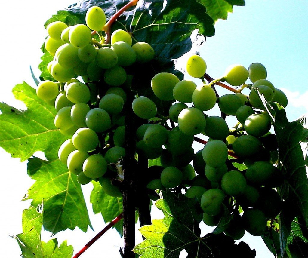 Зеленый винограда на фото