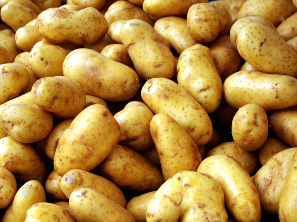 Картофель сорта Жуковский на фото