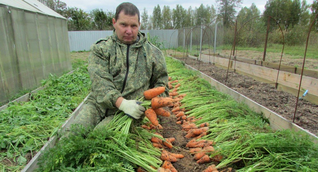Подходящие сорта моркови для зимнего хранения