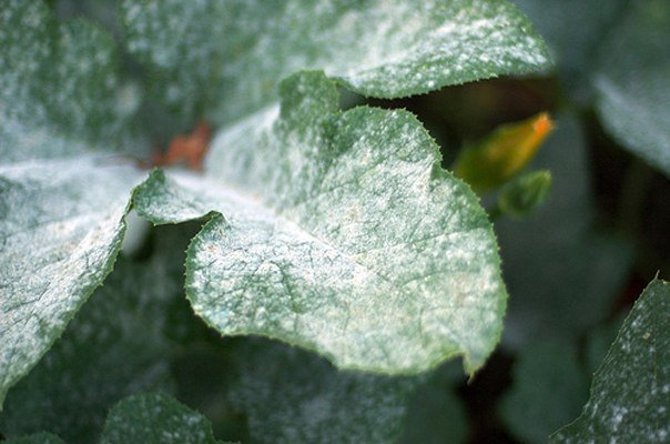 Зараженные листок капусты на фото