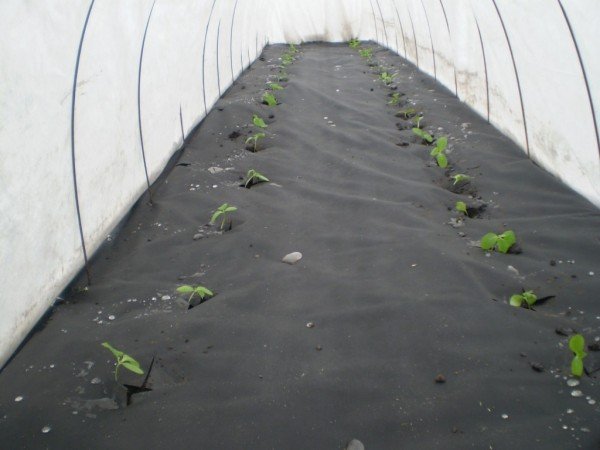 Использование теплицы из агроволокна для выращивания клубники