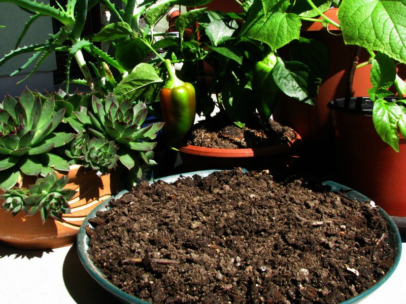 Эм компост - лучшее питание для растений