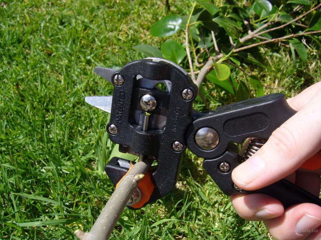 Как работать ручным садовым инструментом с виноградом
