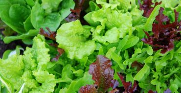 Какие существуют виды зеленых салатов