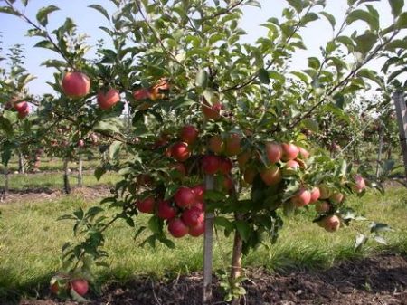 Вид карликовой яблони в саду