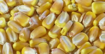 Отборные кукурузные зерна сорта Почаевский