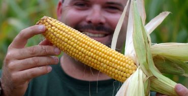 Проверка зрелости кукурузных початков