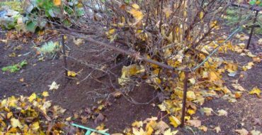 Уборка листьев и сорняков под крыжовником осенью