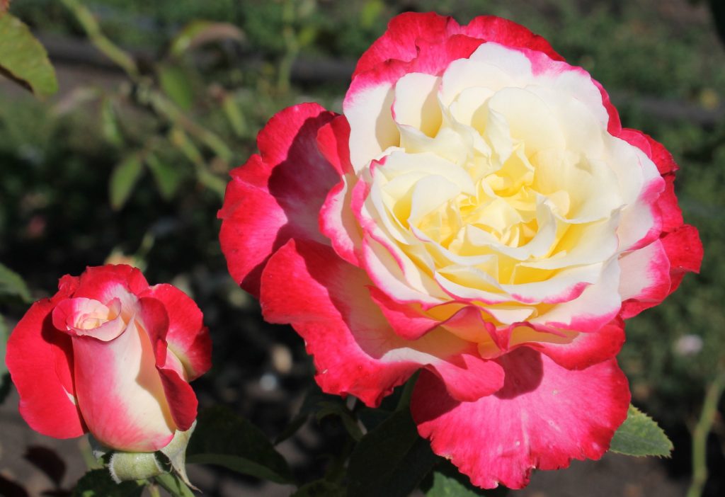 Дабл Делайт - двухцветная роза