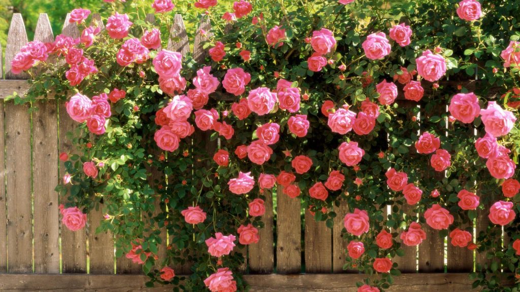 Розы плетистые на заборе