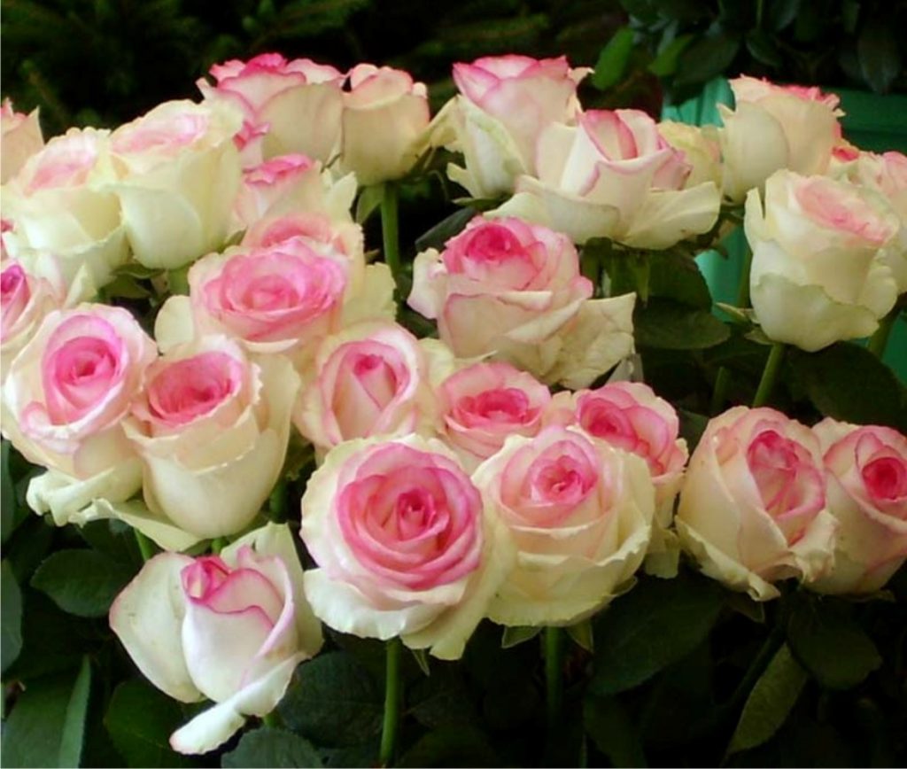Букет нежно бело-розовых роз Дольче Вита
