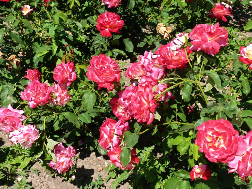 Выращивание розы на солнечном месте