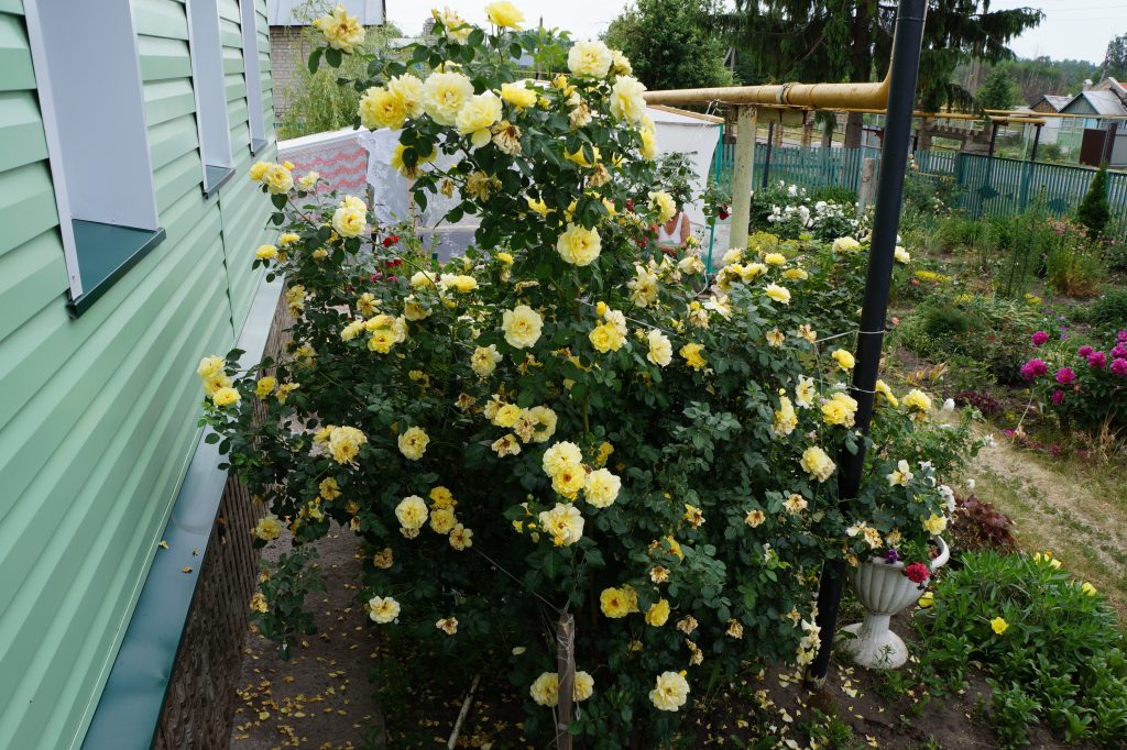 Кустовая желтая роза на даче