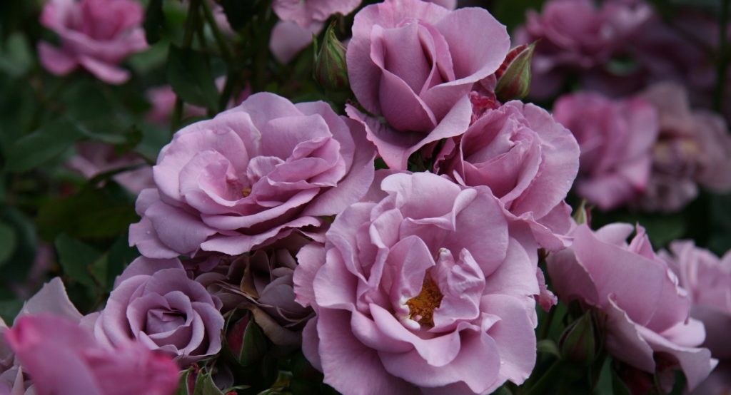 Фиолетовые садовые розы