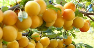 Ветка спелых плодов алычи