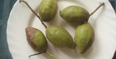 Зеленые плоды маньчжурского ореха