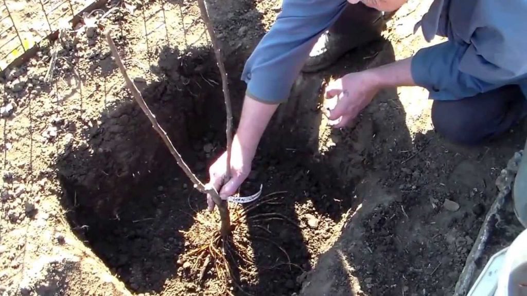 Посадка инжирного дерева в открытый грунт