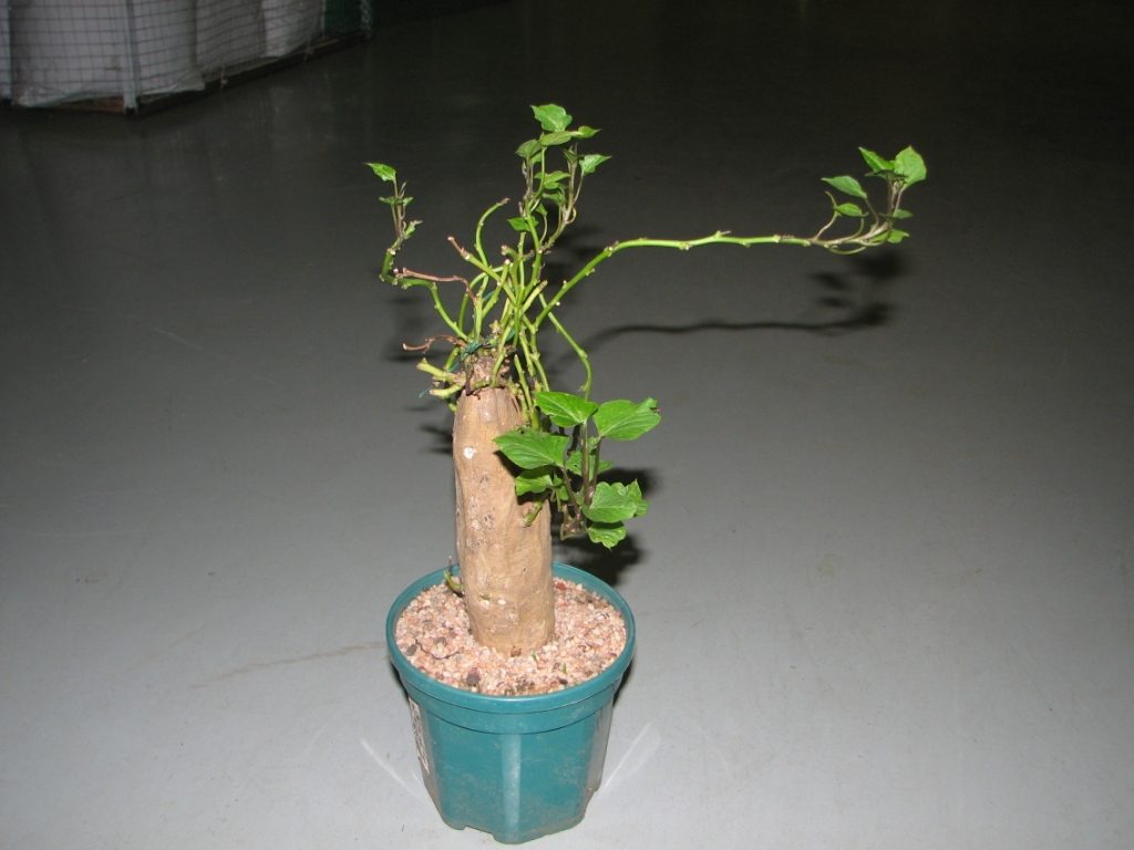 Обрезанное дерево батат