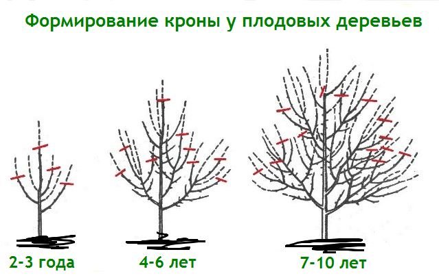 Схема обрезки грушевого дерева
