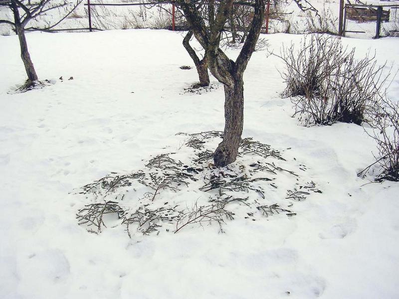 Зимовка груши под слоем мульчи