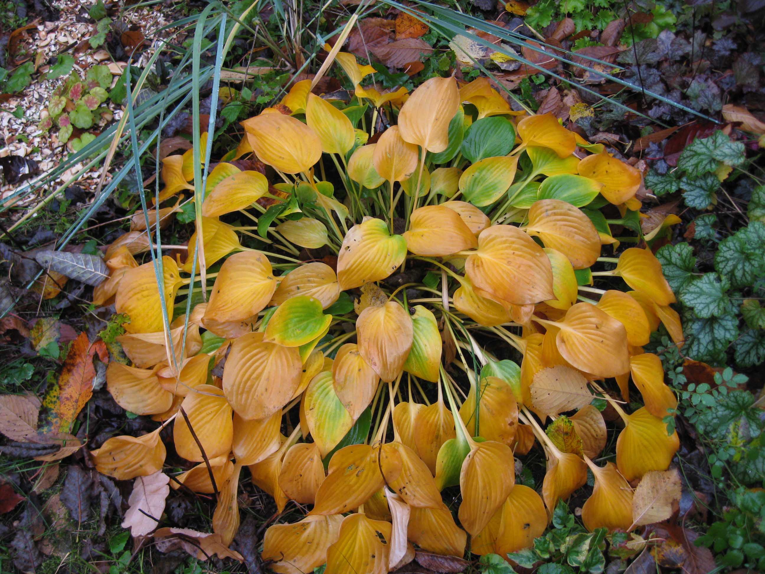 Мульчирование корневища на зиму отмирающей листвой