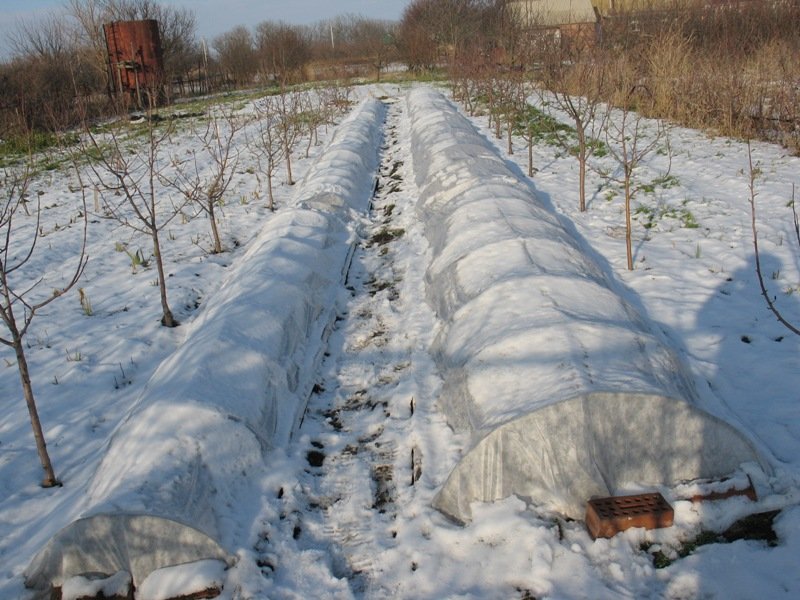 Укрытие цветущих садовых культур на зиму