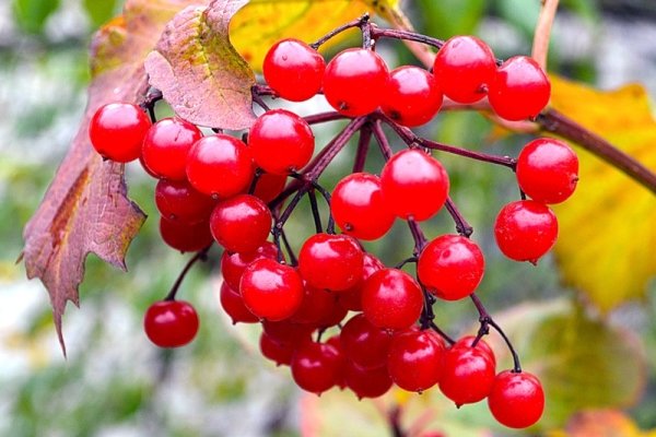 Осень – время сбора ягод для зимних заготовок