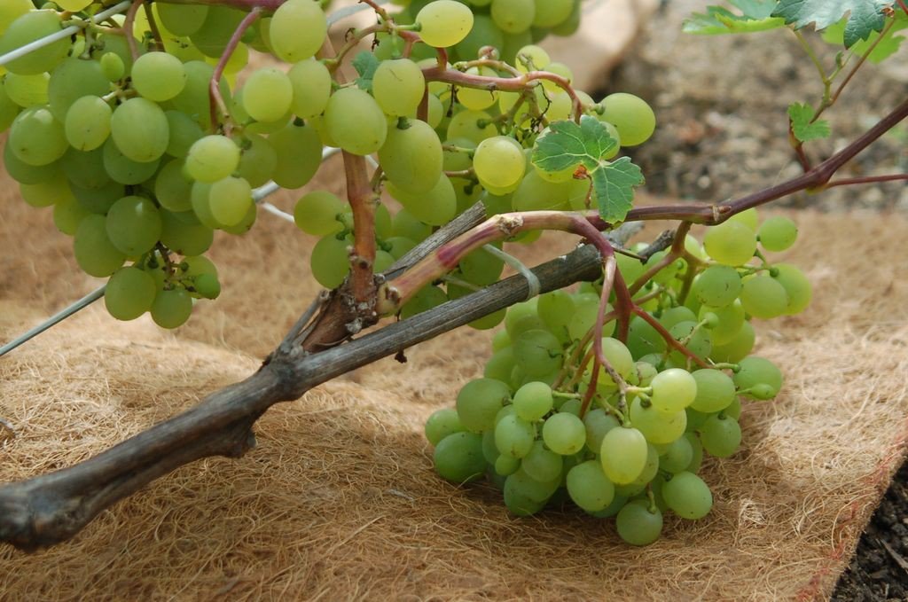 Выращивание винограда на укрывном материале «Мульчаграм»
