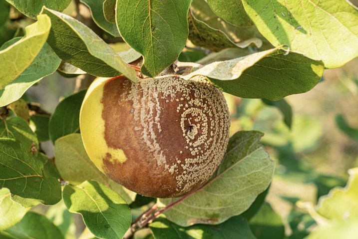 Как справиться с монилиозом яблони