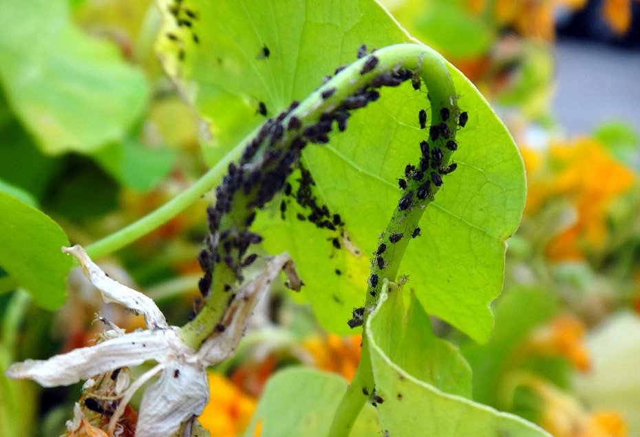 Причины увядания листьев у огурцов в теплице и варианты решения проблемы