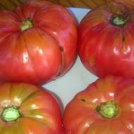 Как выращивать томатное дерево в теплице