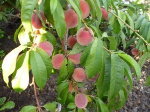 Персик дерево фото