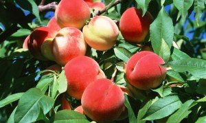 Плоды персика фото