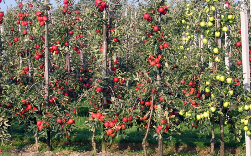 Сорта яблони с колоновидной формой кроны