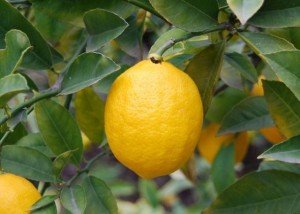 лимон плод
