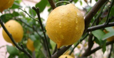 лимонное дерево фото