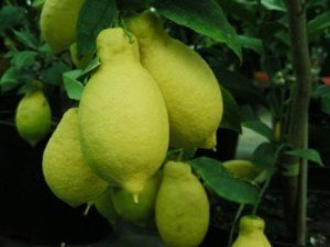 лунарио лимон фото