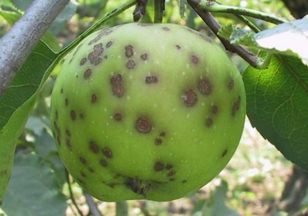 Плоды яблони, пораженные паршой фото