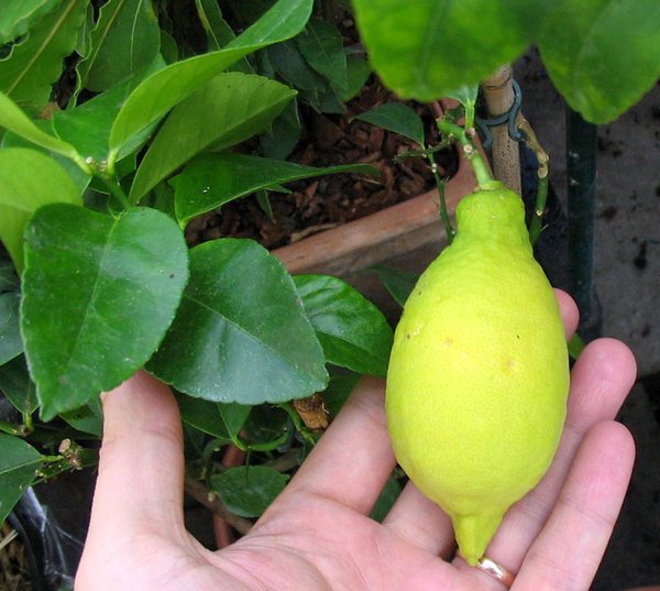 плод лимона лунарио
