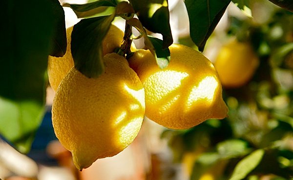 плоды лимона фото