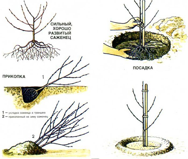Схема посадки саженцев вишни фото
