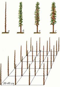 Схема посадки колоновидных яблонь фото
