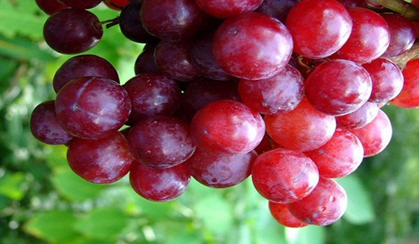 виноград изюминка высший сорт