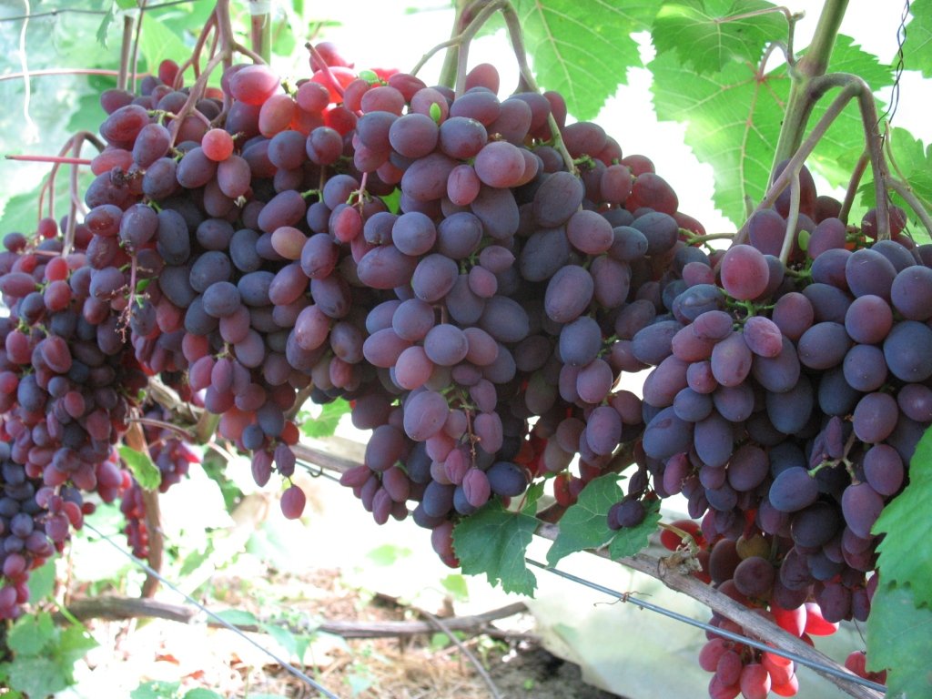Кишмиш запорожский виноград описание сорта