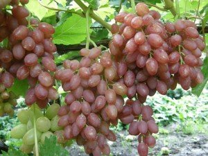 Виноград Кишмиш Лучистый грозди фото