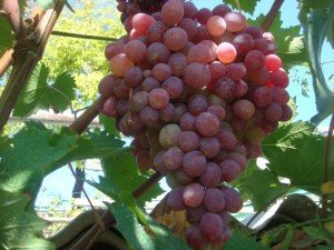 Виноград Тайфи розовый фото 