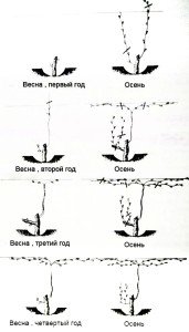 Способы обрезки винограда осенью пошаговое руководство