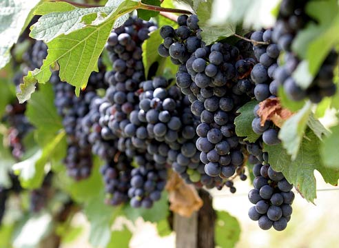 Лучшие сорта бессемянного винограда