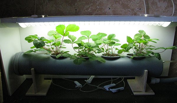 конструкция для выращивания клубники в домашних условиях 