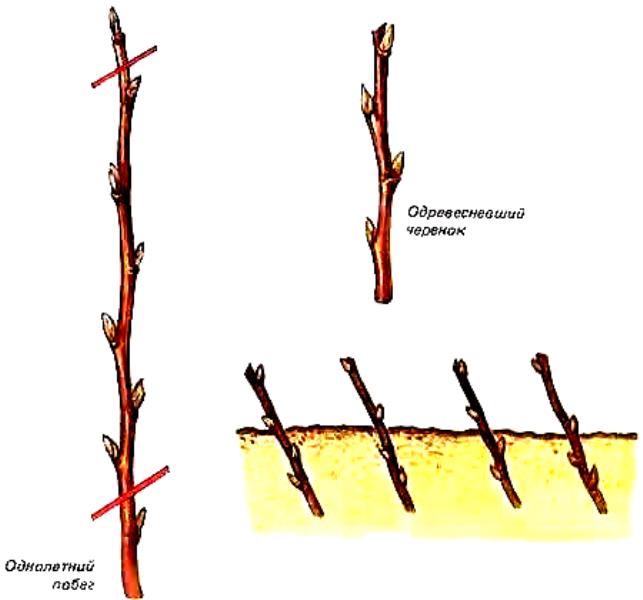 Схема подготовки и посадки одревесневших черенков смородины